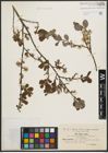 Foto von Salix aurita L.